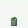 plants-ecommerce-product-featured-img-12 Peperomia Lemon Lime