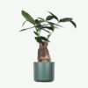 plants-ecommerce-product-featured-img-13 Pachira Braid