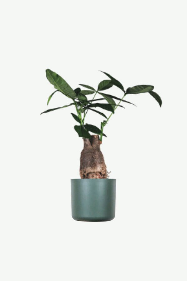 plants-ecommerce-product-featured-img-13 Pachira Braid
