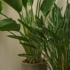 plants-shop-product-gallery-img-011 Spathiphyllum