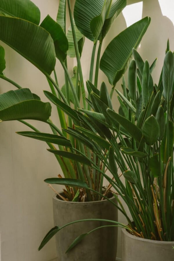 plants-shop-product-gallery-img-011 Spathiphyllum