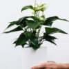 plants-shop-product-gallery-img-1 Golden Pothos Pole