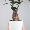 plants-shop-product-gallery-img-17 Pachira Braid